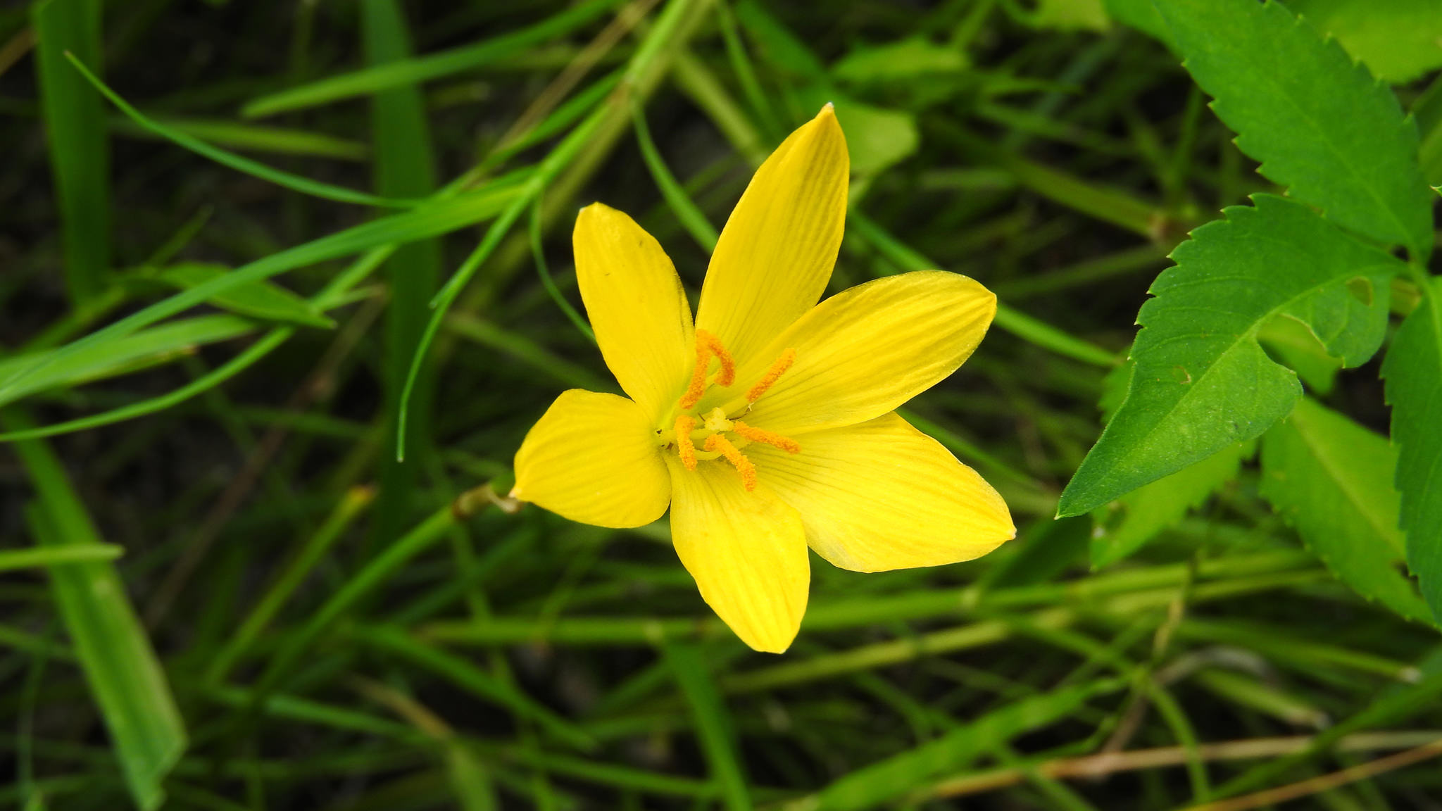 Zephyranthes citrina